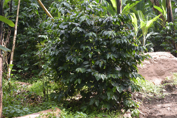 Coffee Cupping and Tasting