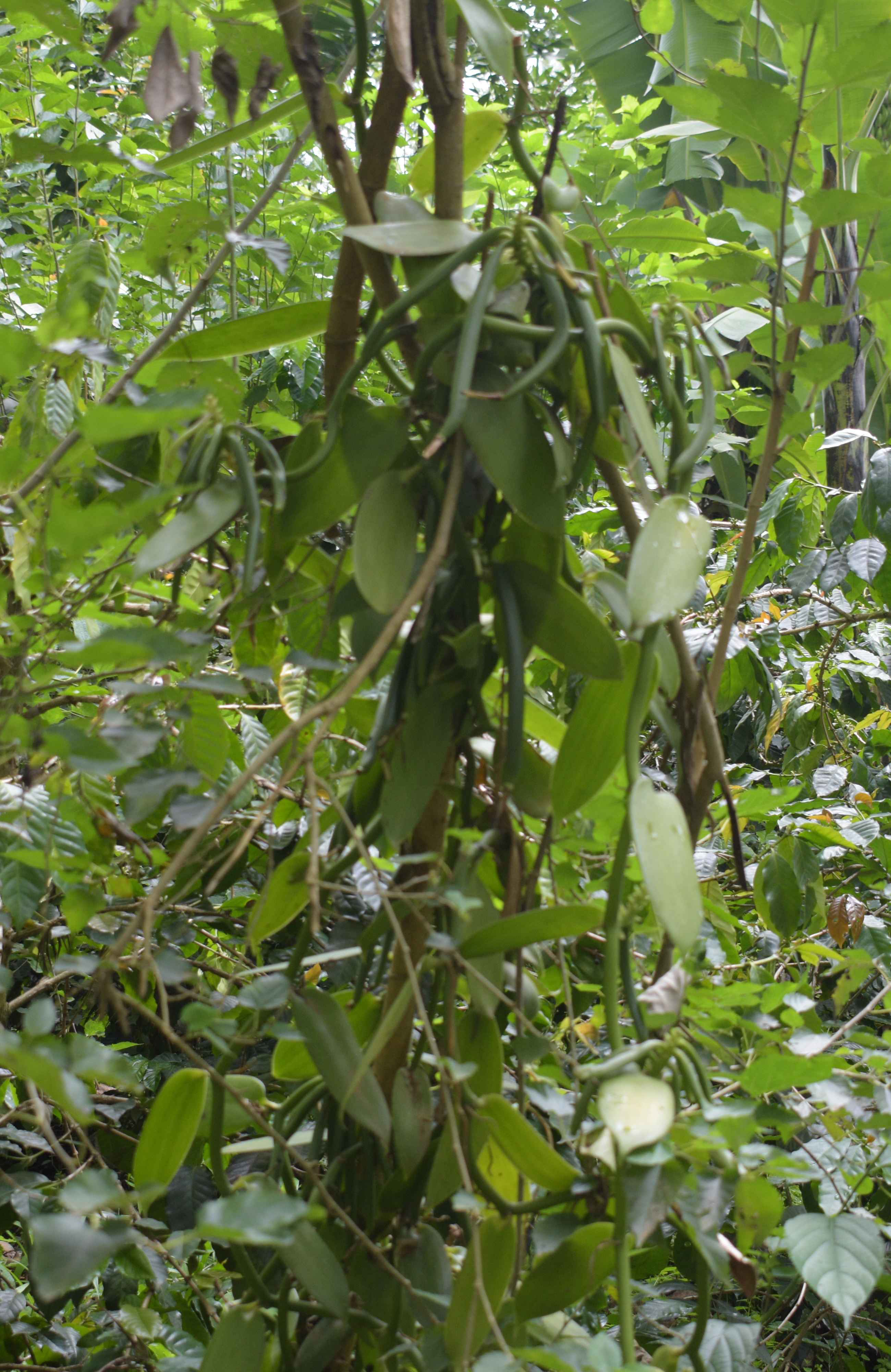 Vanilla Curing and Extract Workshop